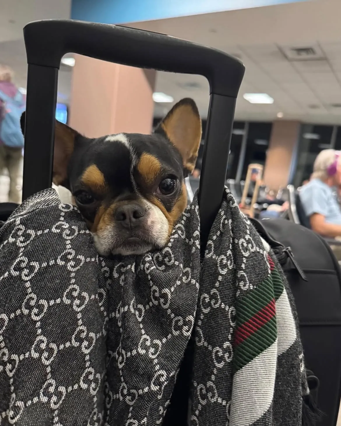 Super Micro Royal Frenchel resting calmly on a suitcase at an airport.