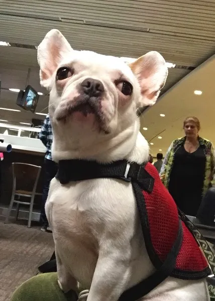 Super Micro Royal Frenchel service dog sitting calmly on a restaurant chair.