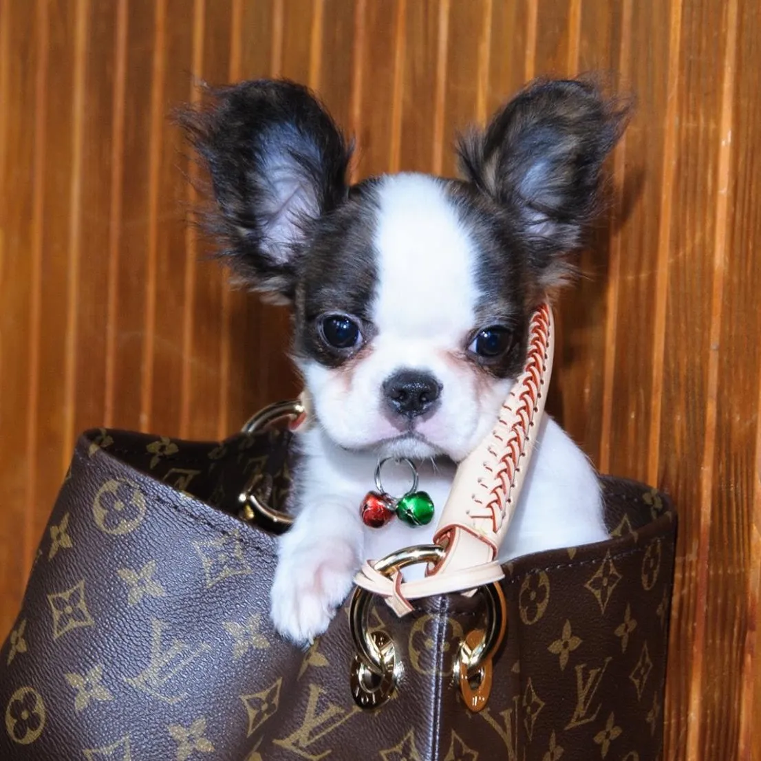 Super Micro Royal Frenchel puppy sitting calmly inside a Louis Vuitton purse.