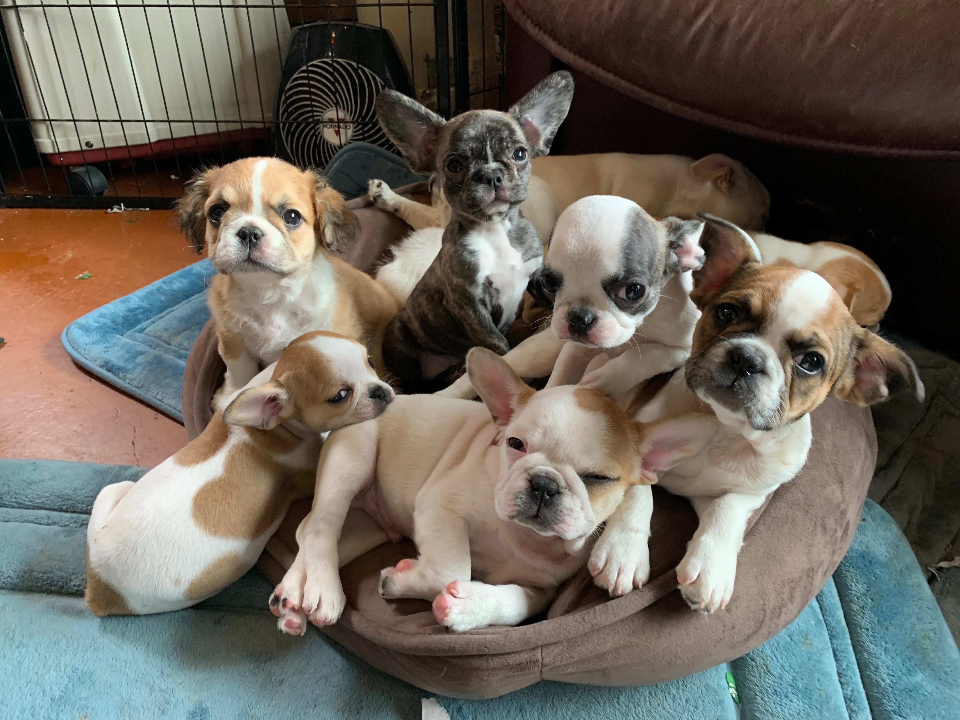 Super Micro Royal Frenchel puppies resting together in a puppy pile inside a dog bed.