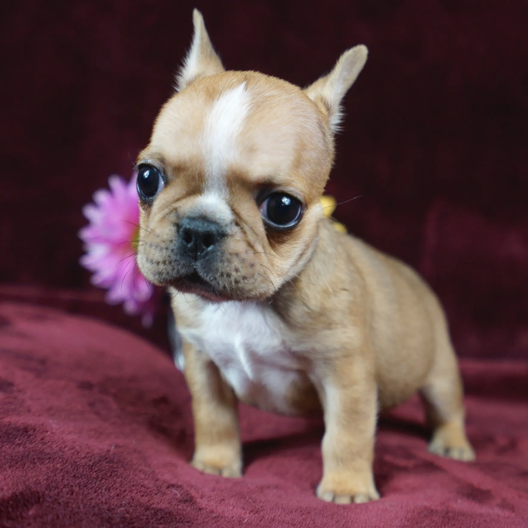 Micro Mini Royal Frenchel puppy portrait with a red velvet background and flower behind it.