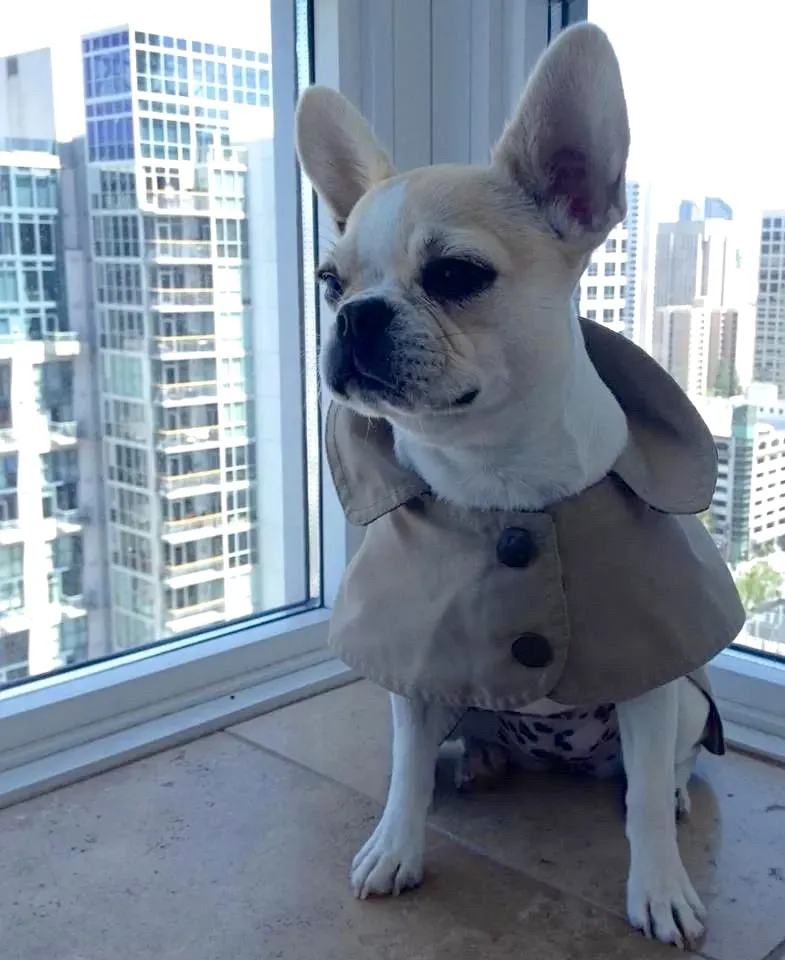 Super Micro Royal Frenchel wearing a rain jacket in an apartment with city buildings behind it.