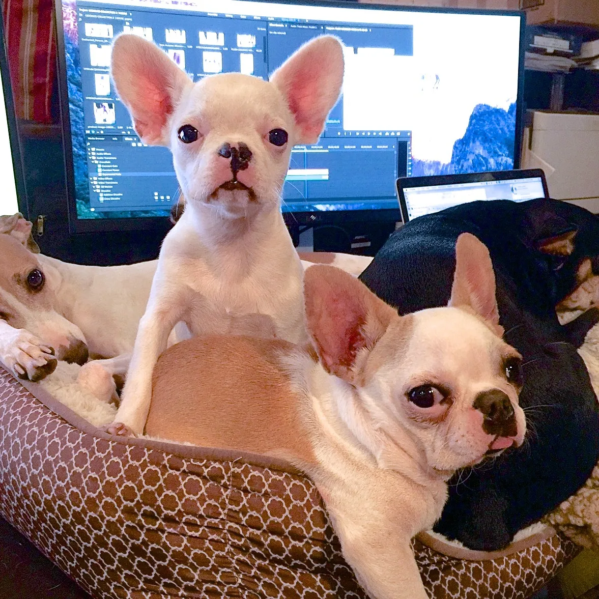 Super Micro Royal Frenchels resting calmly together in a dog bed on a desk near computers.