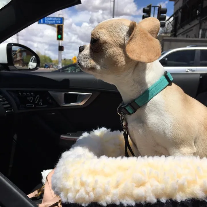 Super Micro Royal Frenchel sitting calmly in a dog bed during car travel.