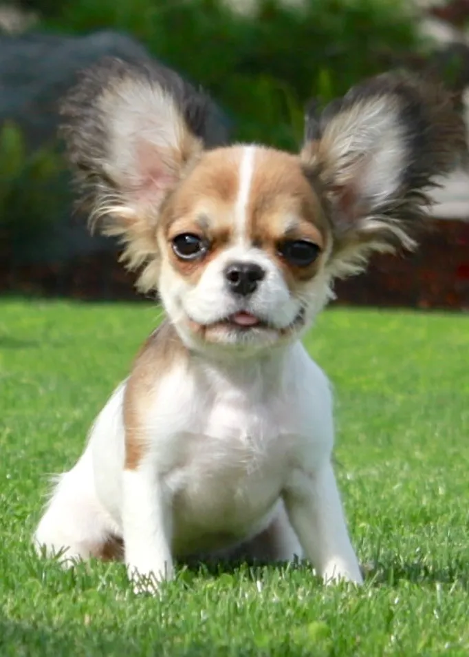 Super Micro Royal Frenchel puppy sitting outside in the grass.