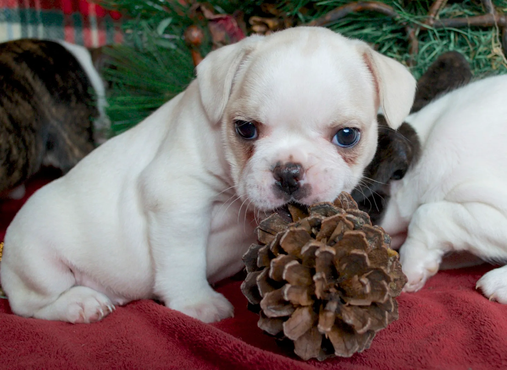 Super Micro Royal Frenchel puppy chewing an acorn with sibling puppies and a Christmas tree behind it.