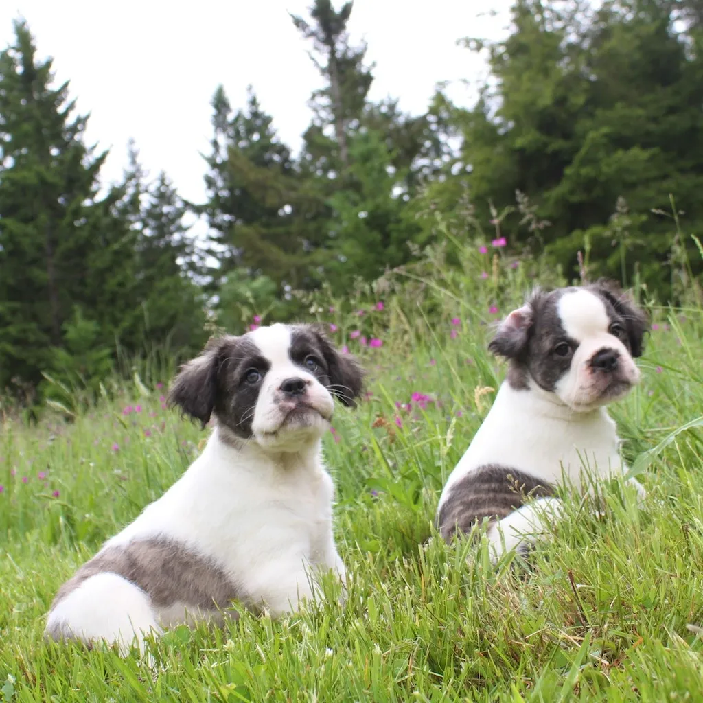 Two Micro Mini Royal Frenchels sitting calmly together in a forest field.