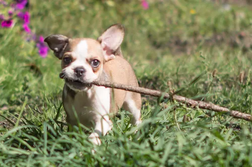 Micro Mini Royal Frenchel puppy running outside with a stick in its mouth.