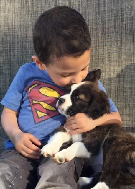 Micro Mini Royal Frenchel puppy being hugged and kissed by a young child.