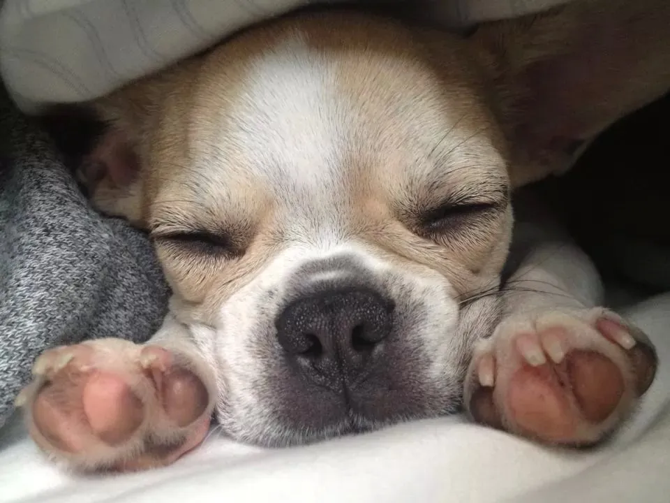 Micro Mini Royal Frenchel sleeping under blankets.