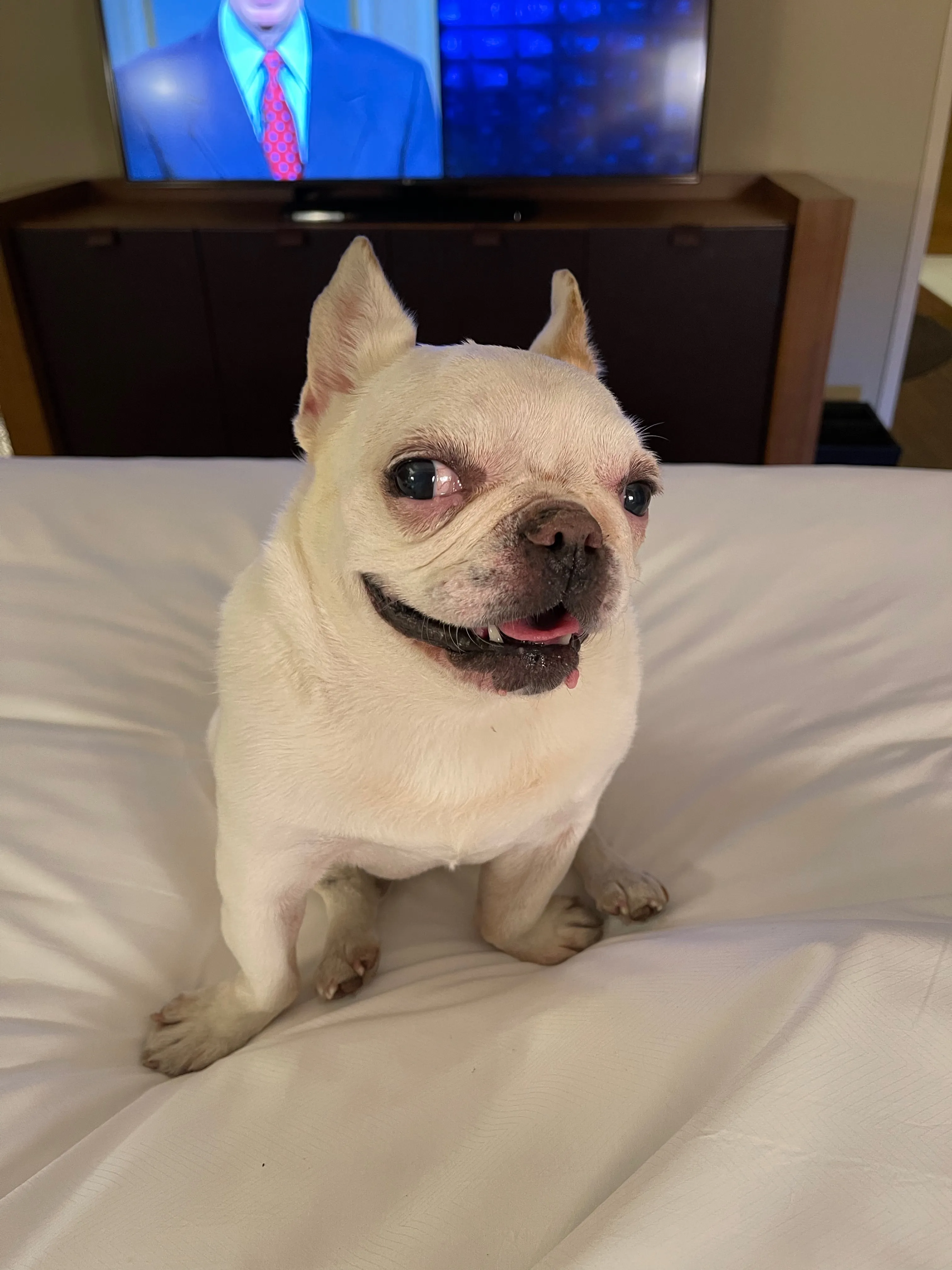 Micro Mini Royal Frenchel sitting calmly on a hotel bed.