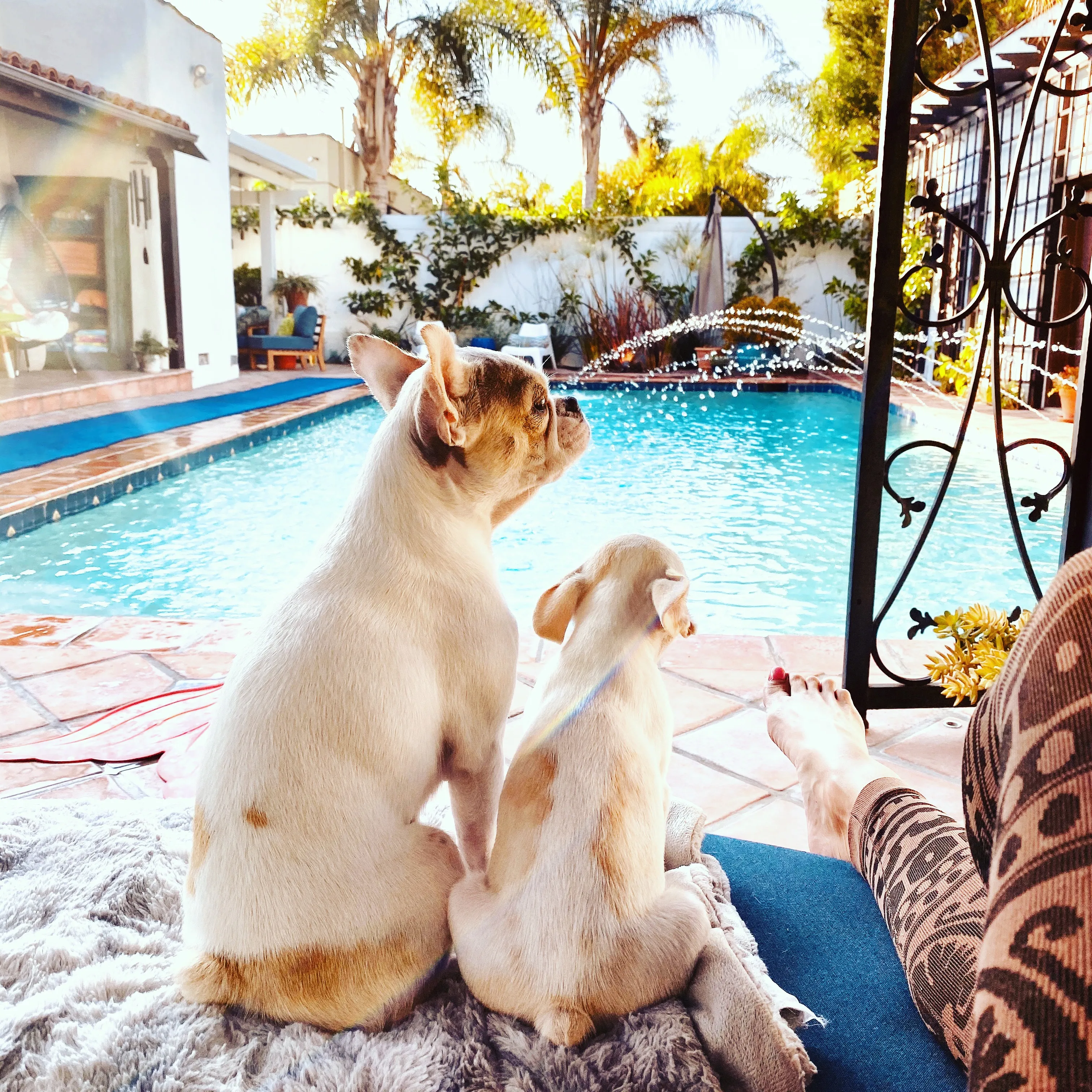 Two Micro Mini Royal Frenchels sitting calmly at a resort pool.