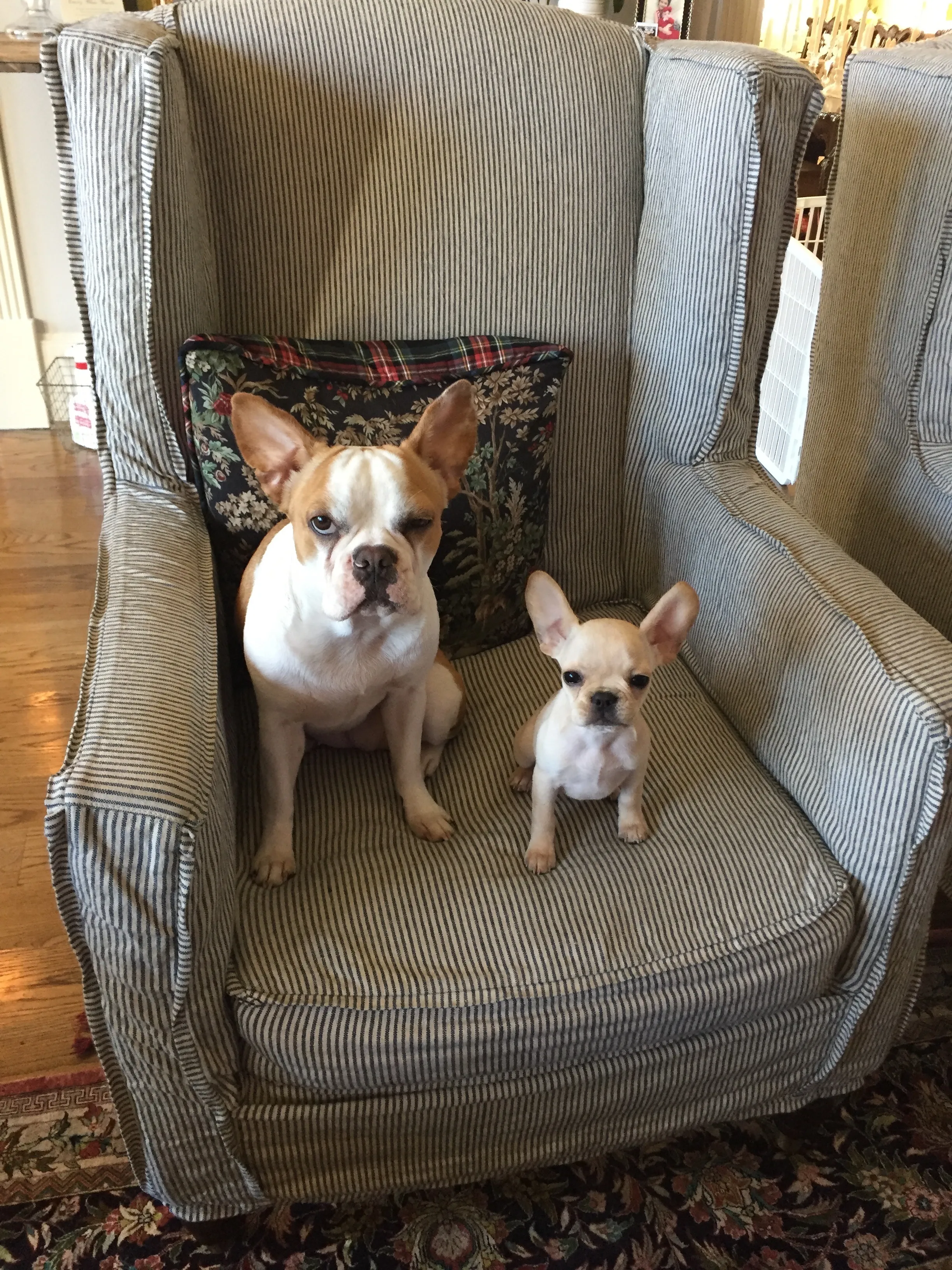 Two Micro Mini Royal Frenchels sitting together in an armchair at home.