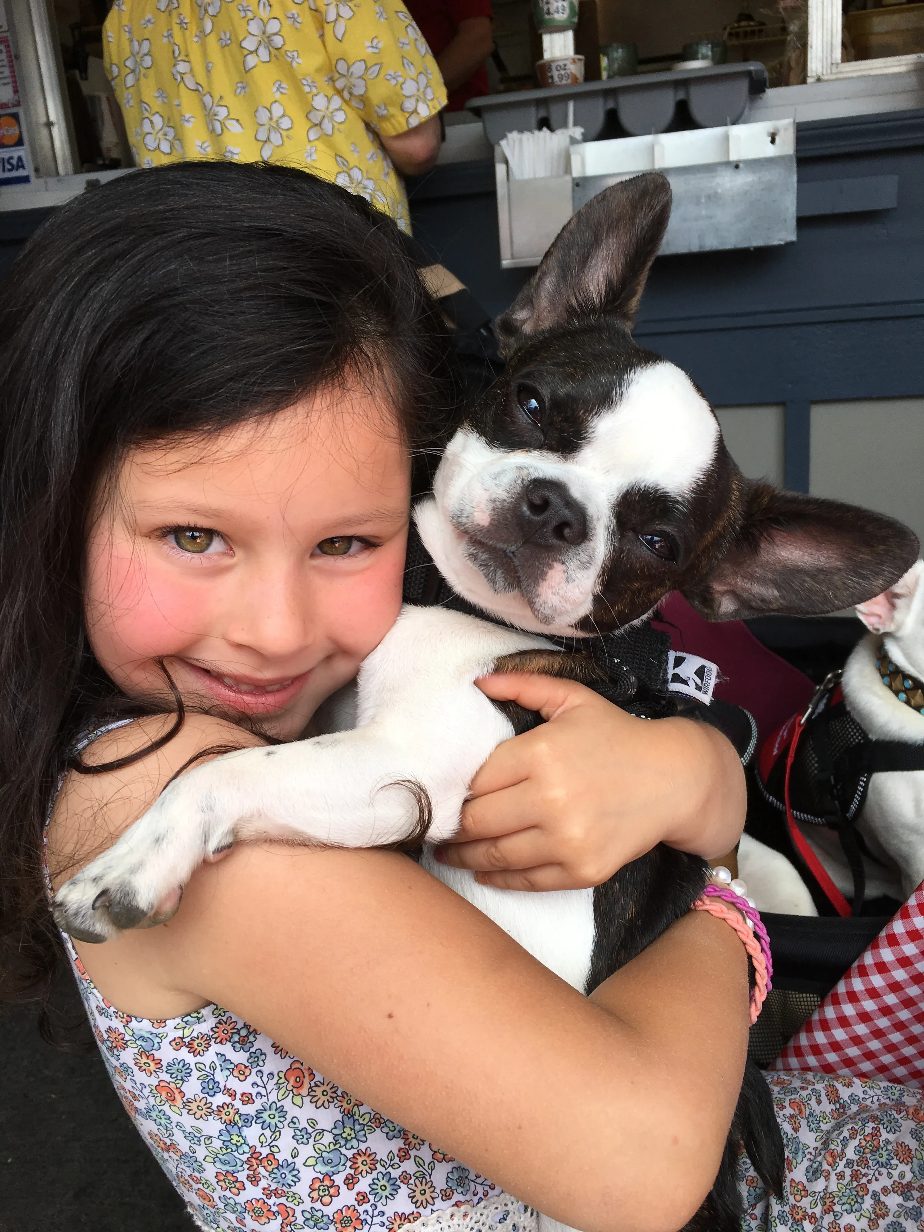 Micro Mini Royal Frenchel puppy snuggling with a smiling girl.
