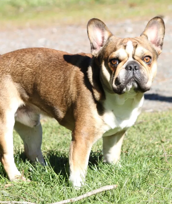 Regular Royal Frenchel sitting outside and looking at the camera.