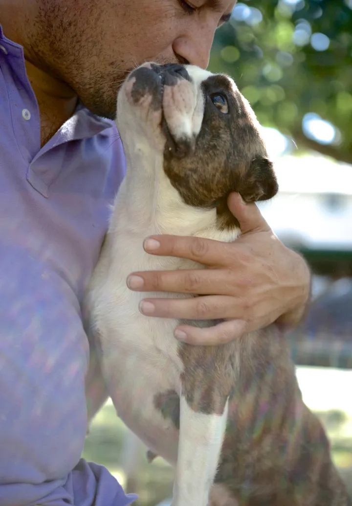 Small Royal Frenchel being hugged and kissed by its owner.