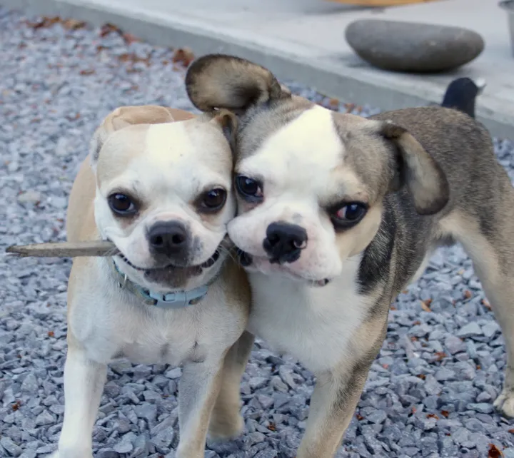 Two Small Royal Frenchels playing together with a stick outside.