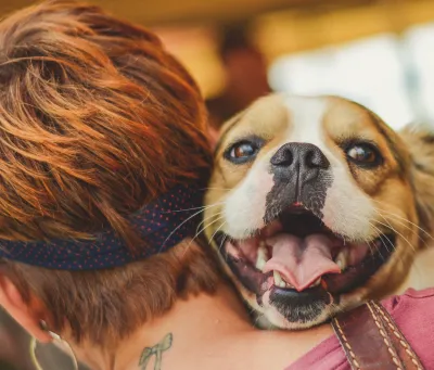 Small Royal Frenchel resting over its owner's shoulder during a hug.