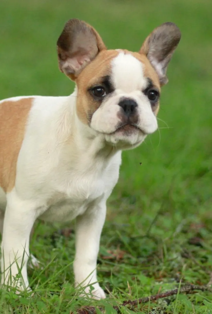 Royal Frenchel puppy standing outdoors.