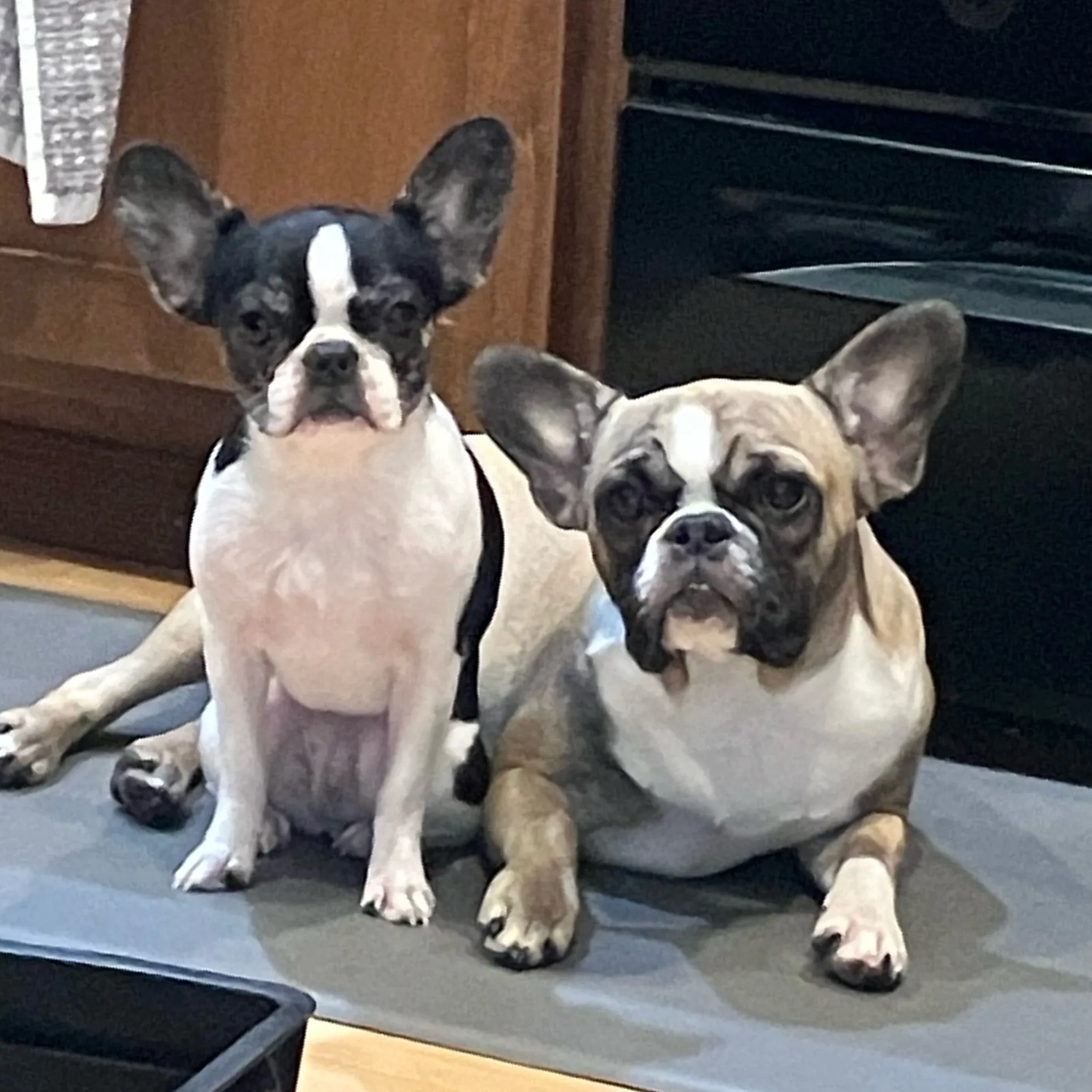 Two Small Royal Frenchels sitting calmly on a kitchen floor.