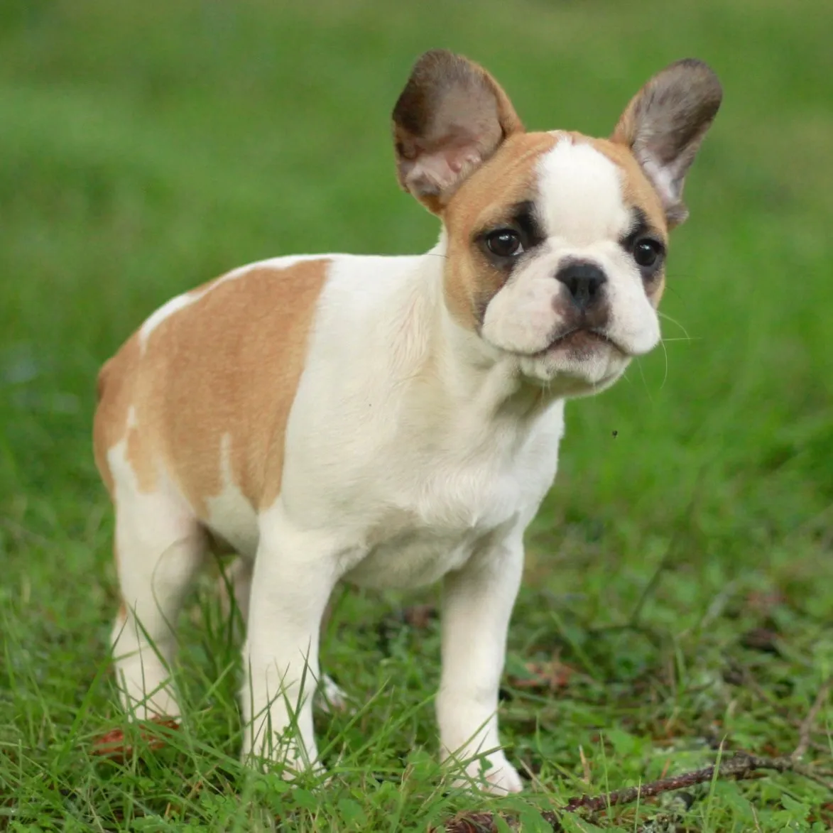 Small Royal Frenchel standing outside.