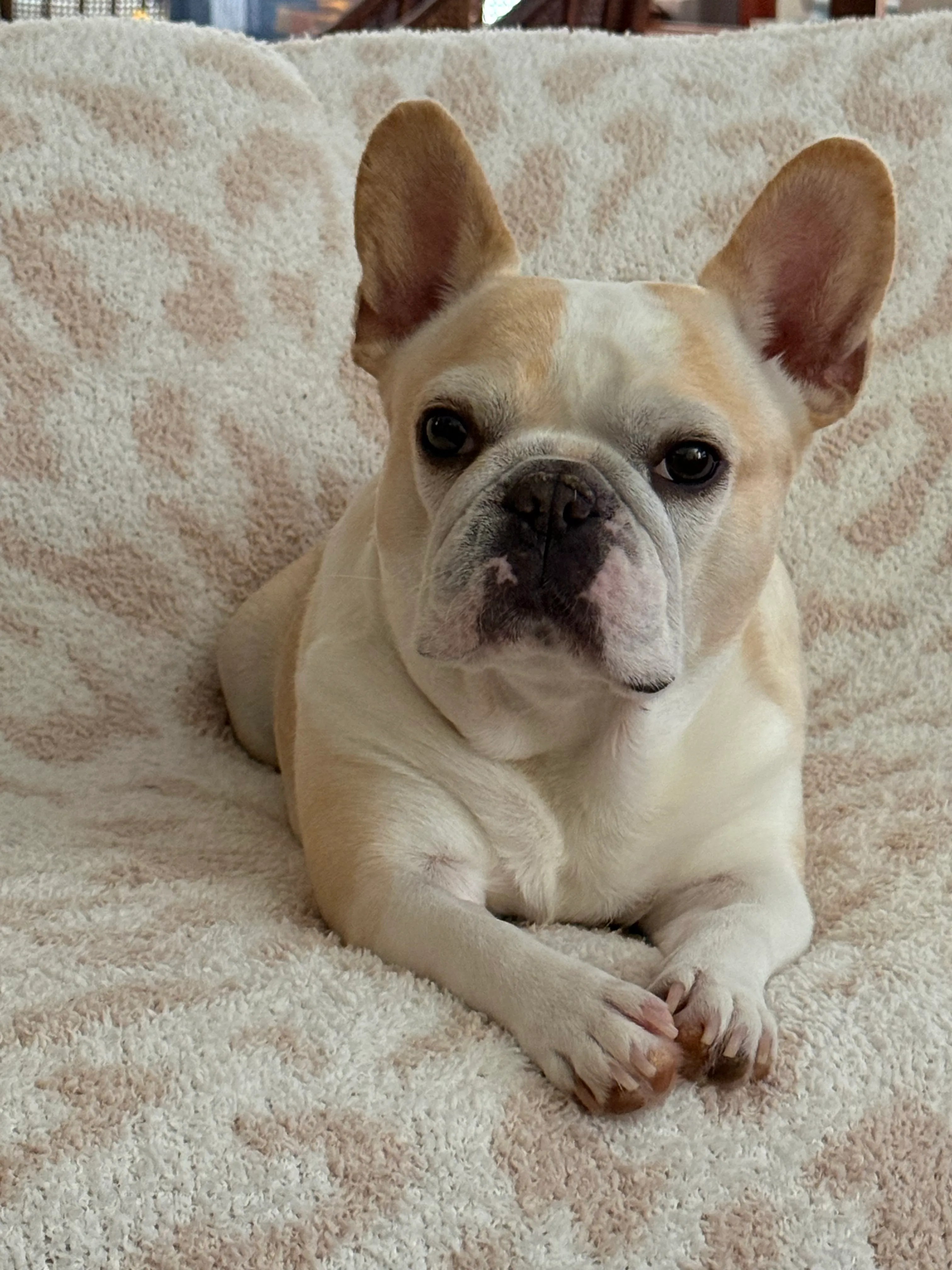 Small Royal Frenchel lying on a couch and looking at the camera.