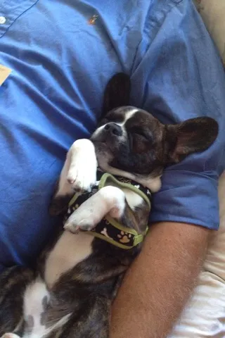 Small Royal Frenchel lying belly up while snuggling in its owner's arms.