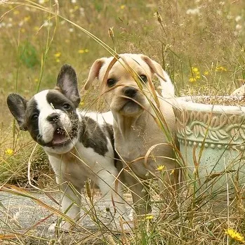 Two Small Royal Frenchels playing together outside.