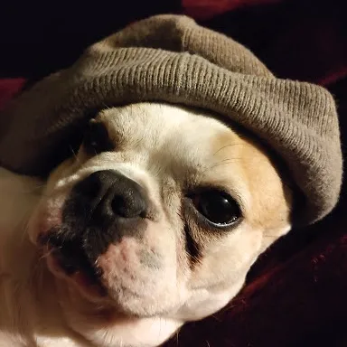 Small Royal Frenchel wearing a beanie and looking at the camera.