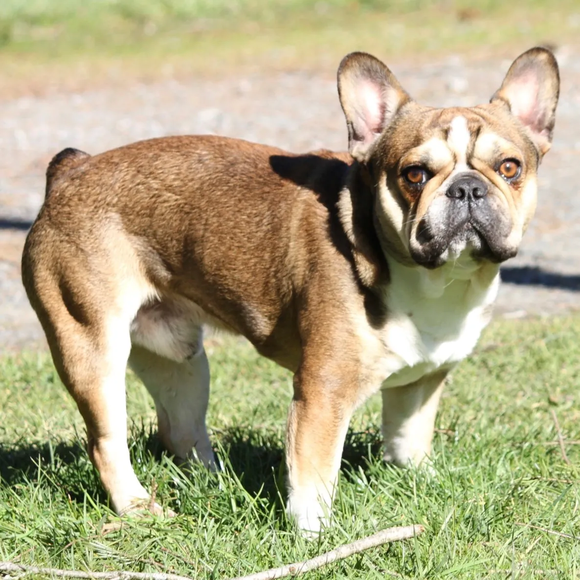 Small Royal Frenchel standing outside.