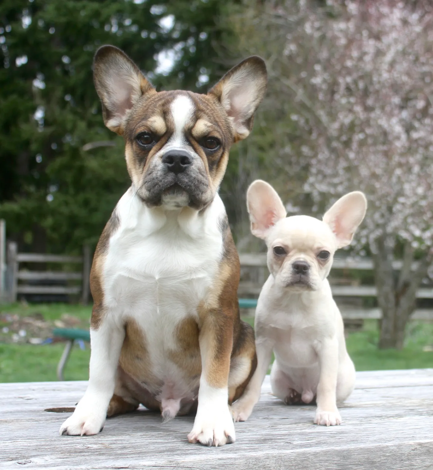 Two Small Royal Frenchels sitting calmly together on an outdoor table.