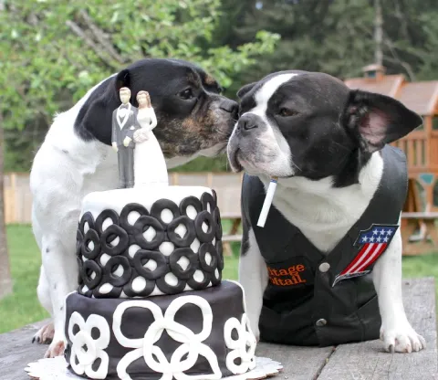 Two Royal Frenchels sitting calmly beside a wedding cake outdoors.