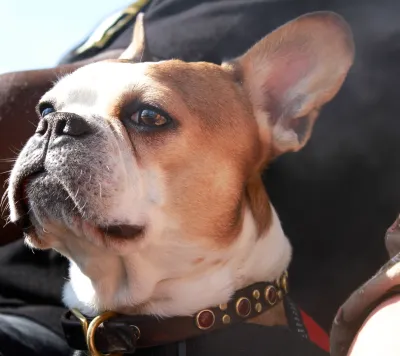 Regular Royal Frenchel close-up headshot.