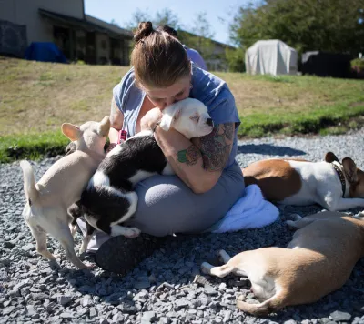 Four Regular Royal Frenchels cuddling outside with their owner.