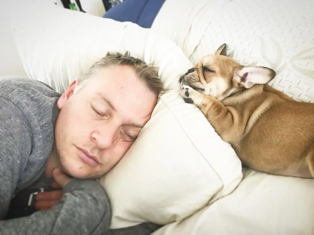 Regular Royal Frenchel snuggling asleep with its owner in bed.