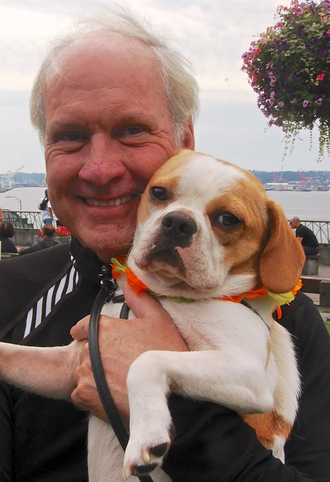 Regular Royal Frenchel snuggling with its owner at a restaurant.
