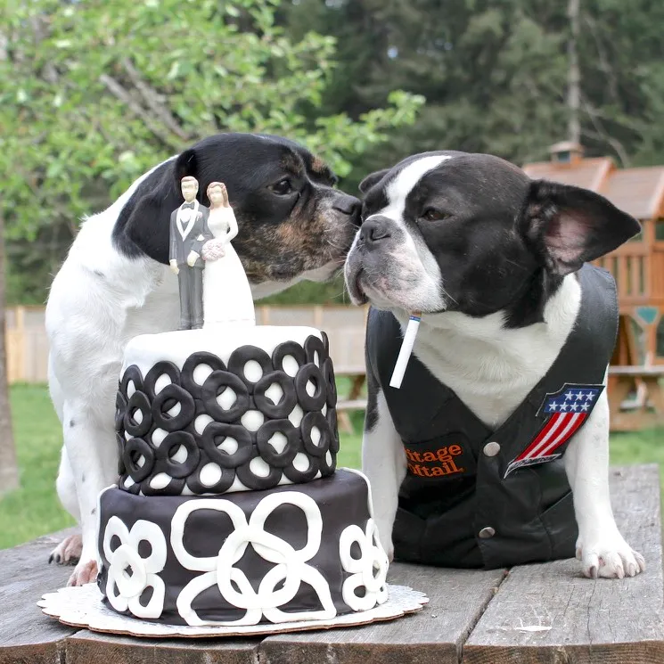 Two Regular Royal Frenchels sitting calmly beside a wedding cake outdoors.