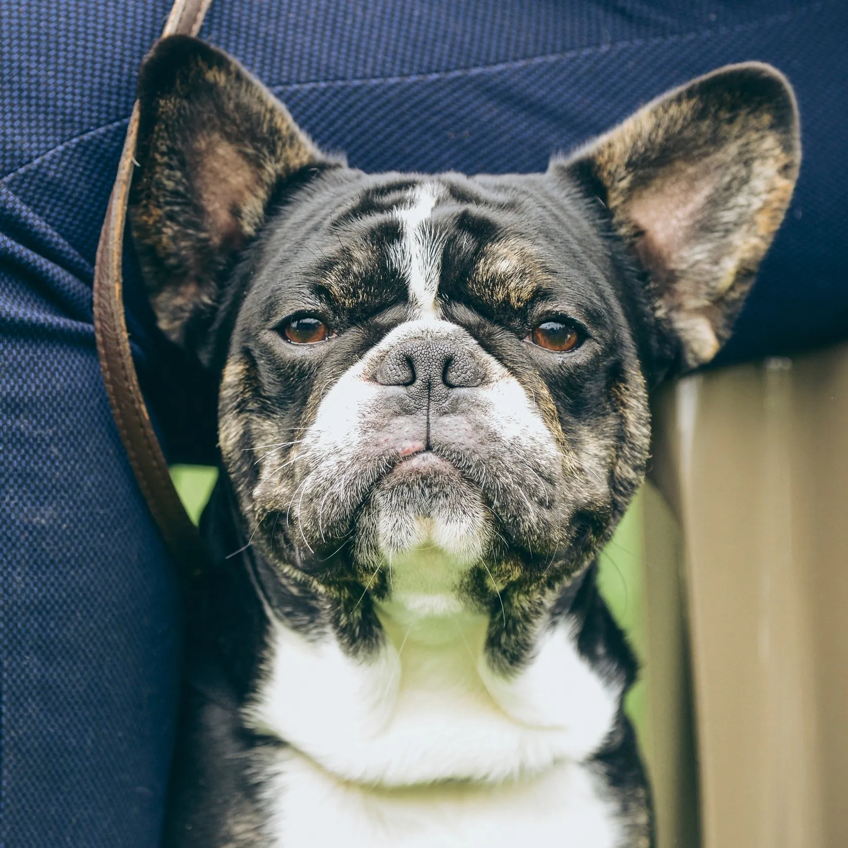 Regular Royal Frenchel sitting calmly on leash beside its owner.