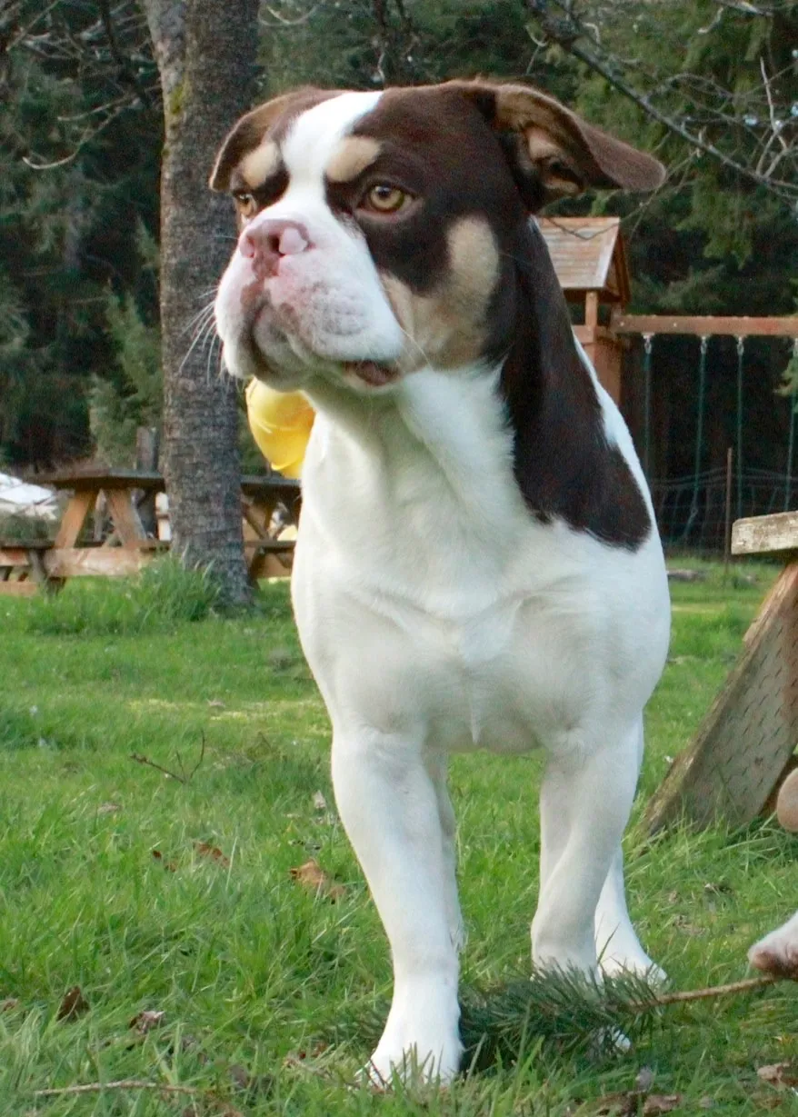 Regular Royal Frenchel walking outdoors.