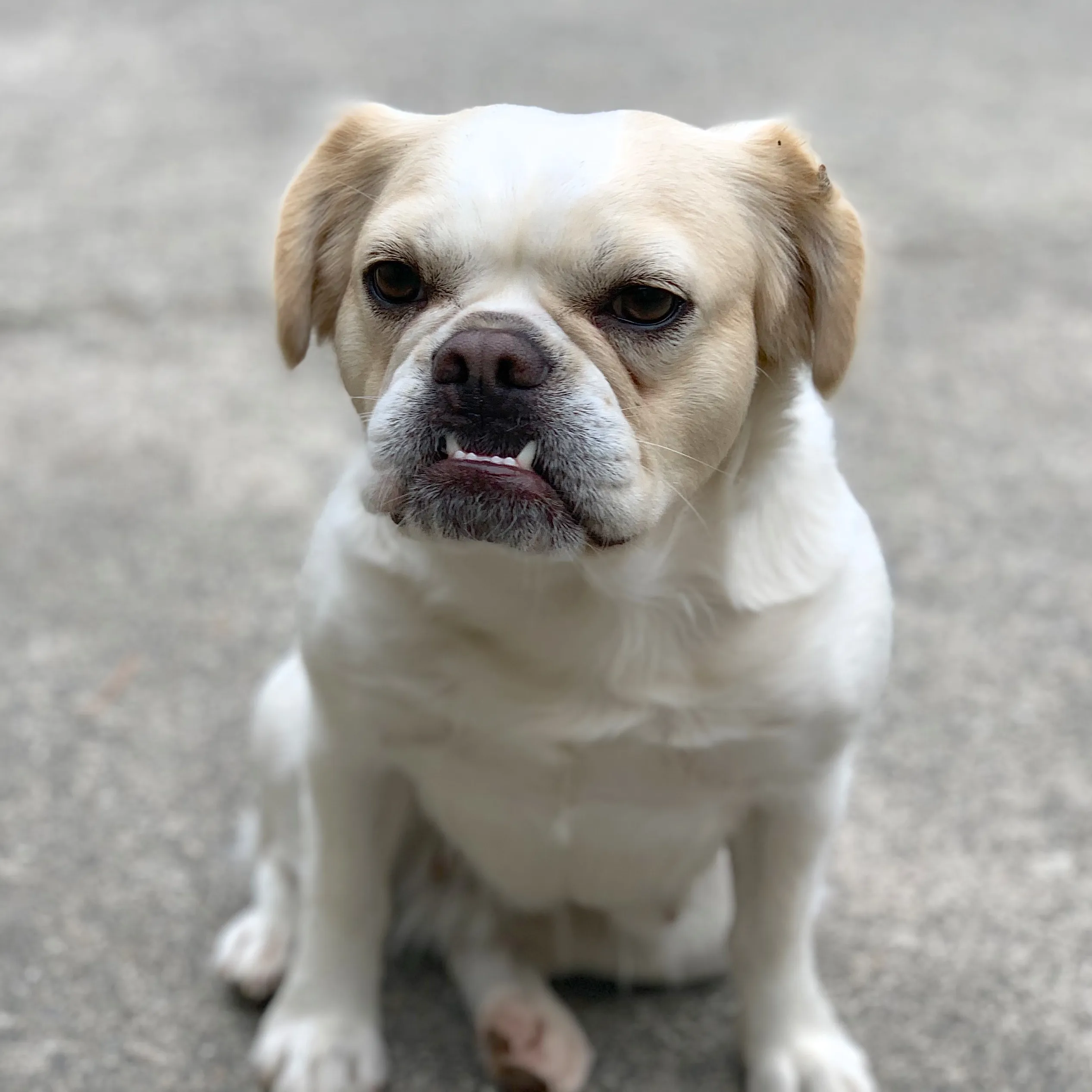 Regular Royal Frenchel sitting on concrete and looking at the camera.