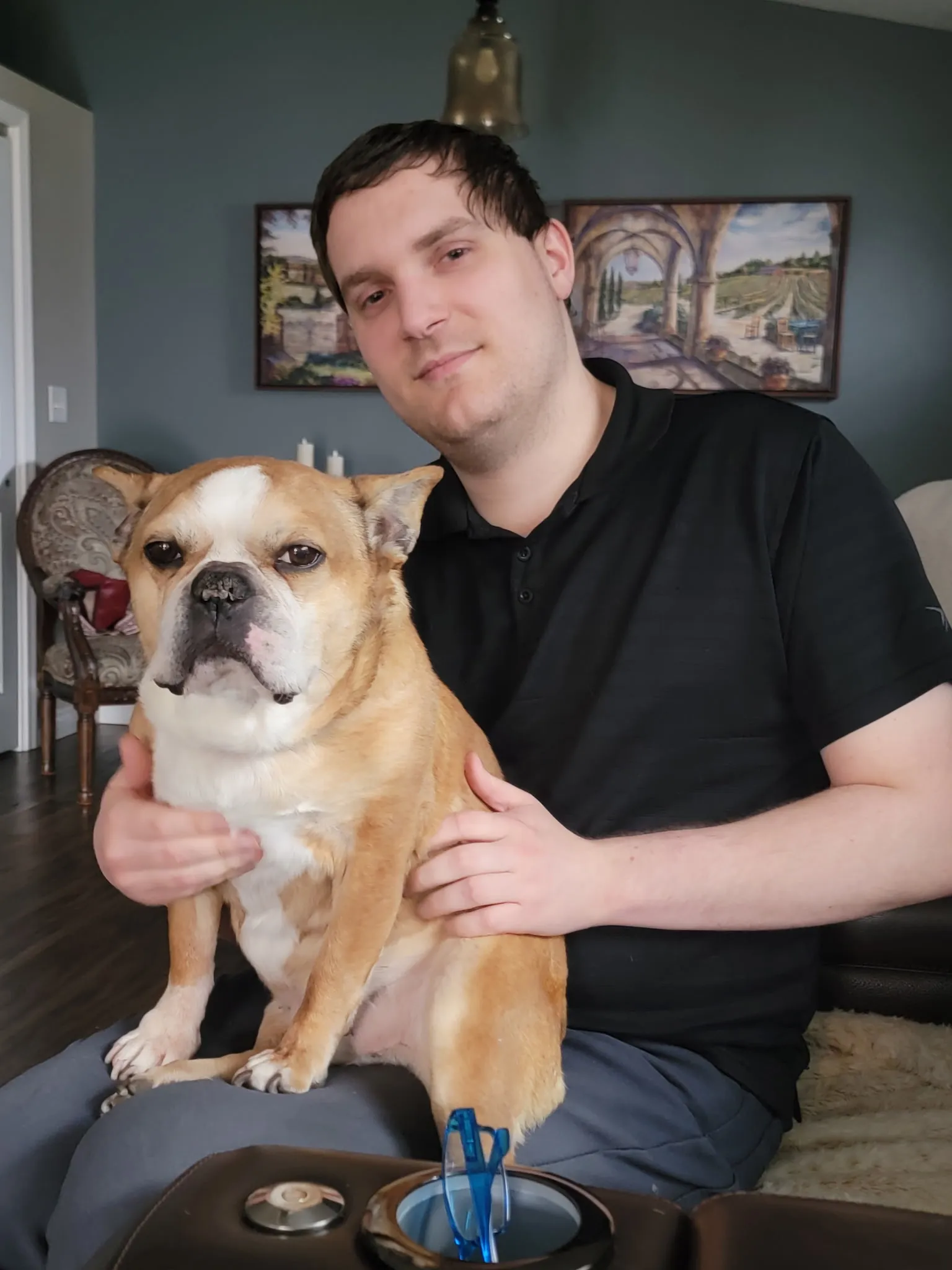 Regular Royal Frenchel sitting on its owner's lap at home.
