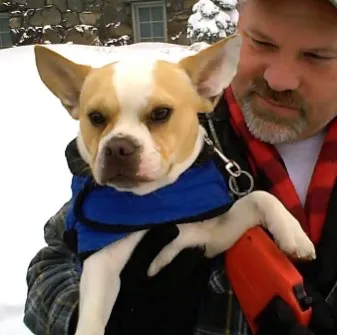Regular Royal Frenchel being hugged by its owner.