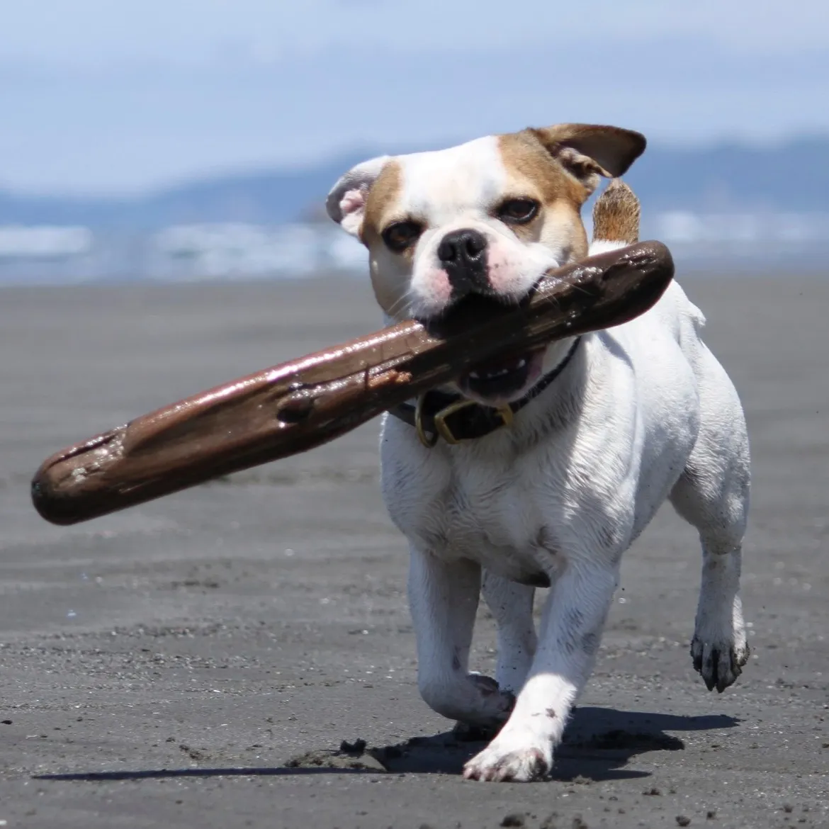 Regular Royal Frenchel running on the beach with a large stick.