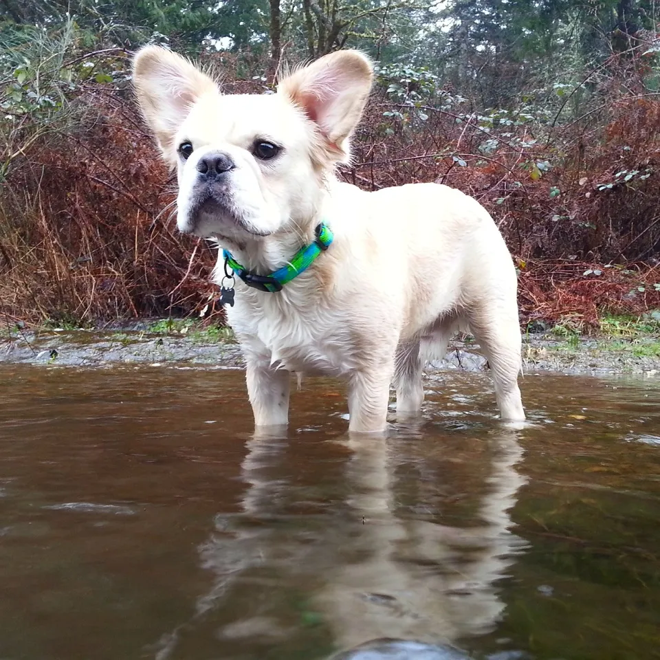 Regular Royal Frenchel standing in a shallow forest stream.