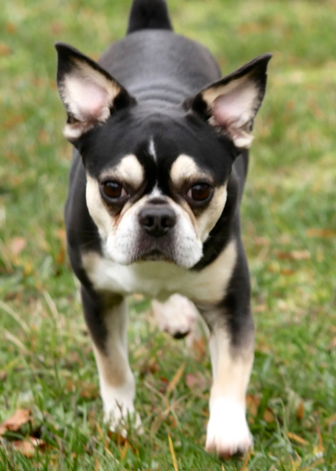Regular Royal Frenchel walking outside as an outdoor companion.