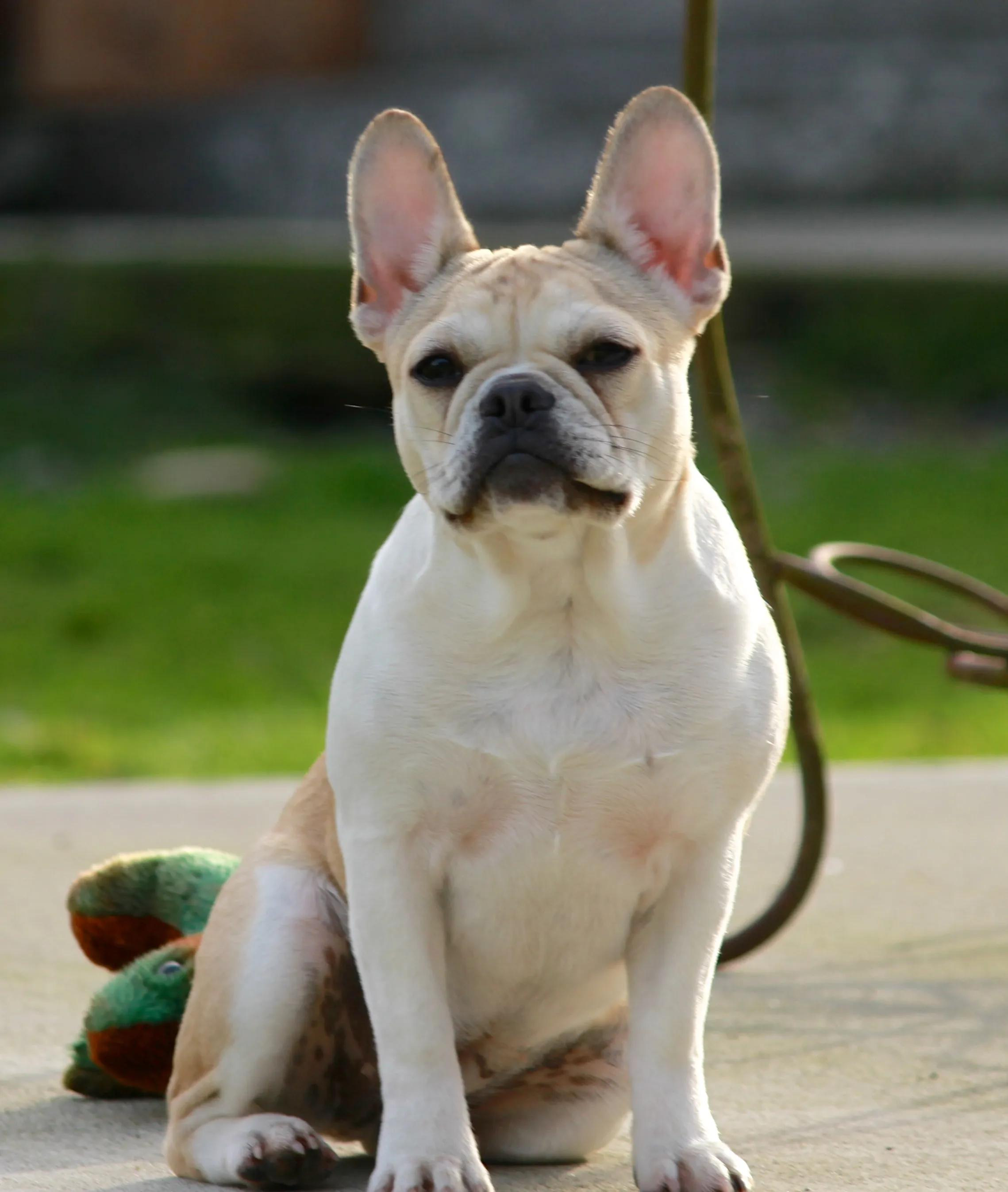 Regular Royal Frenchel sitting outside for a calm outdoor portrait.