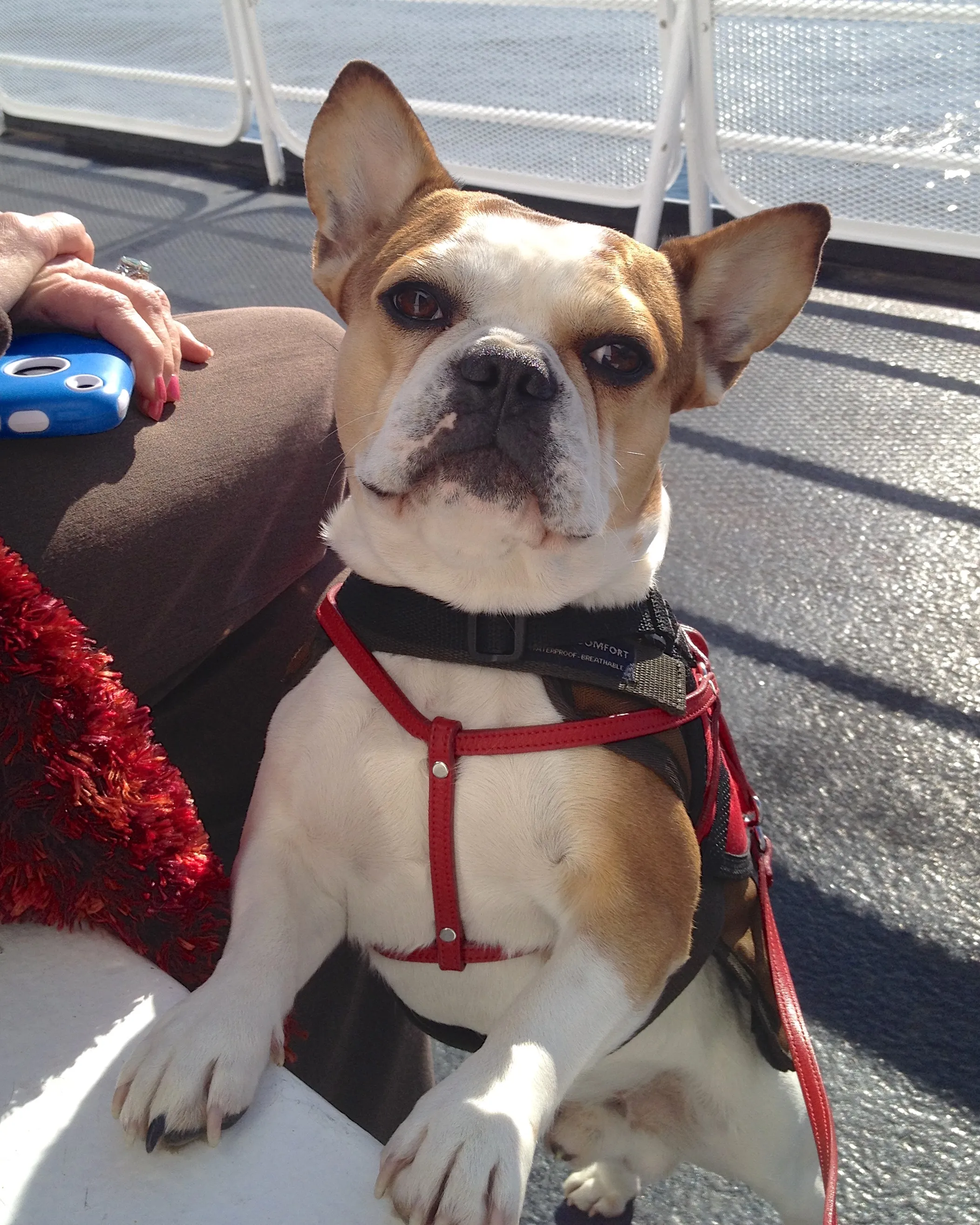 Regular Royal Frenchel service dog standing with paws on a chair during a boat outing.