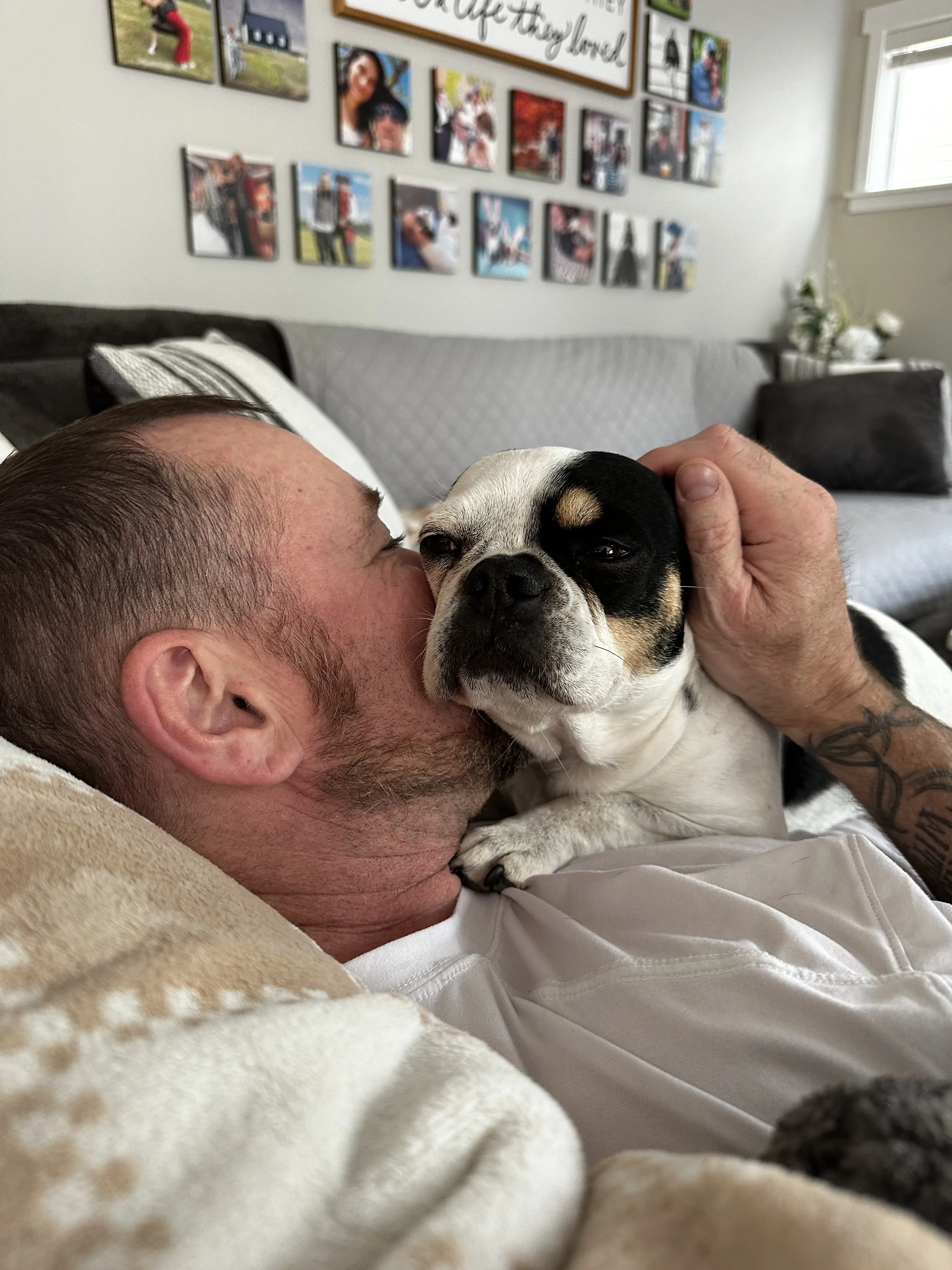 Regular Royal Frenchel cuddling with its owner on a couch.