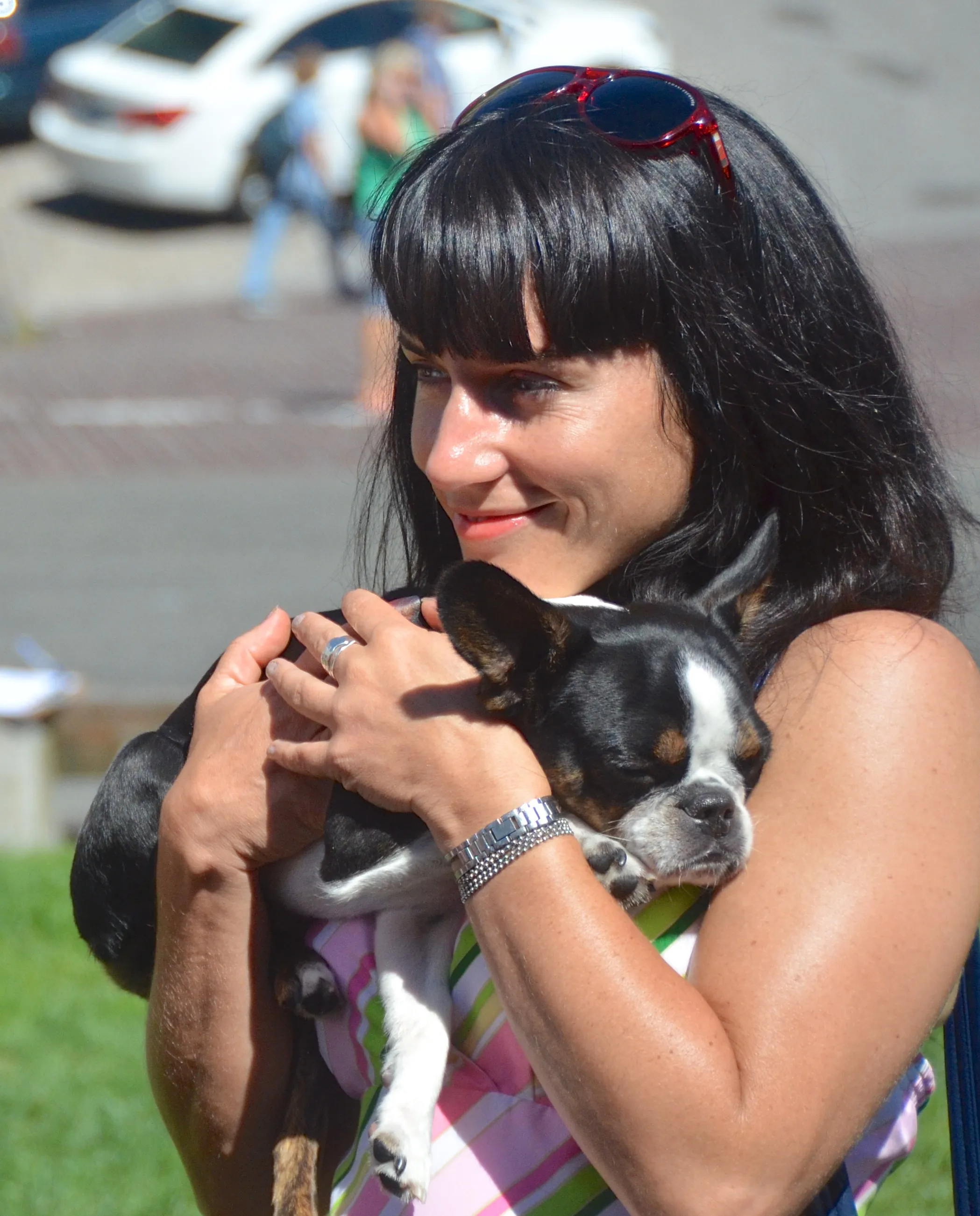 Adult Royal Frenchel snuggling with its owner in a city setting.
