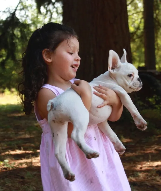 Royal Frenchel companion dog being held by a girl in the forest.